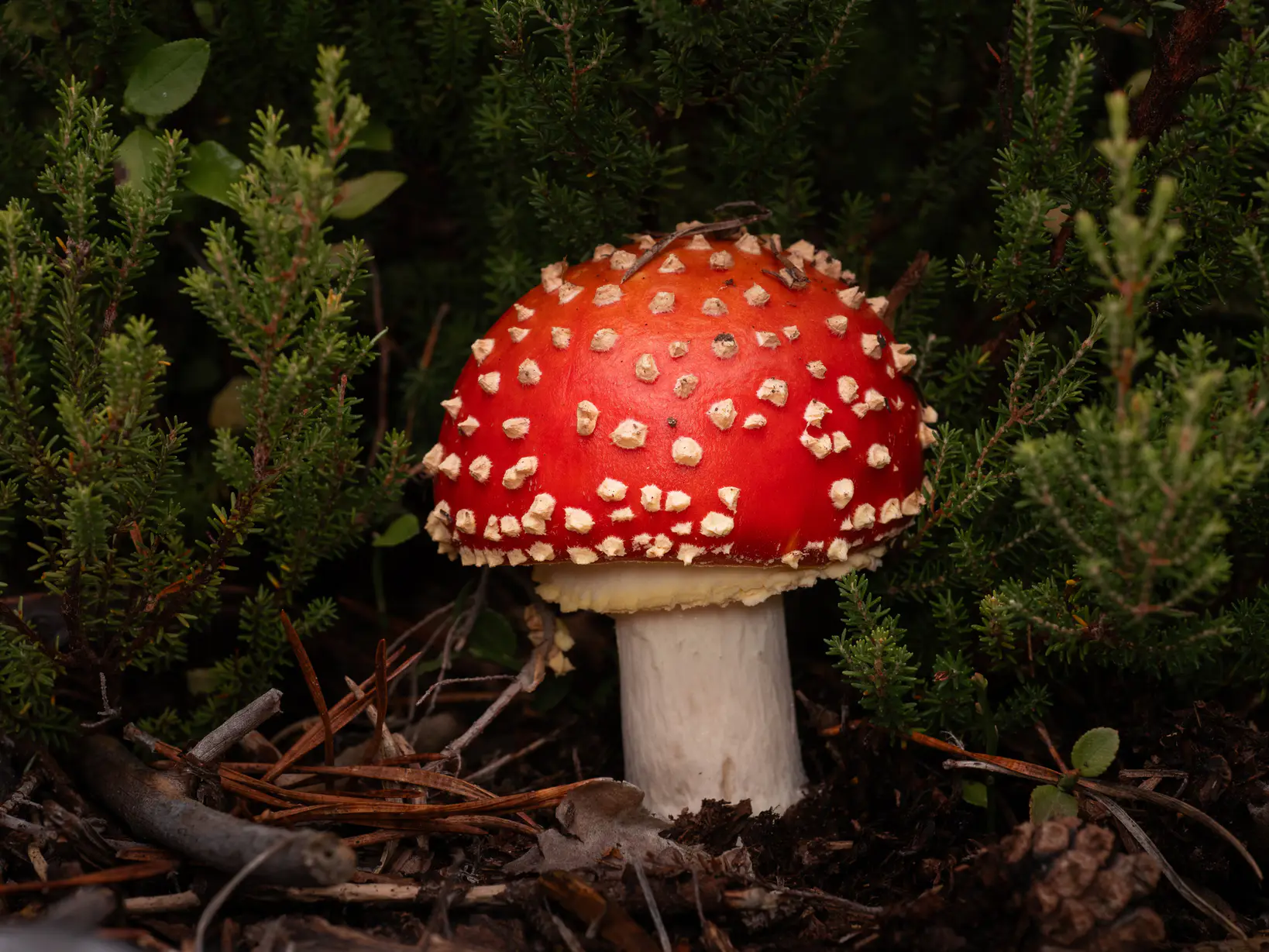 Amanita Muscaria Mushroom
